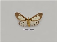 藏品(夜蛾7)的圖片